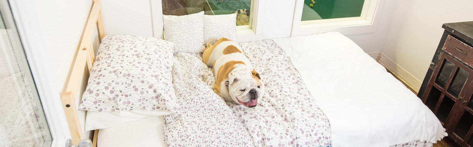 image of dog in bed