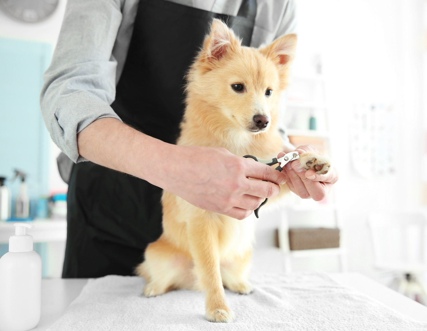 image of content doggie getting toenails clipped
