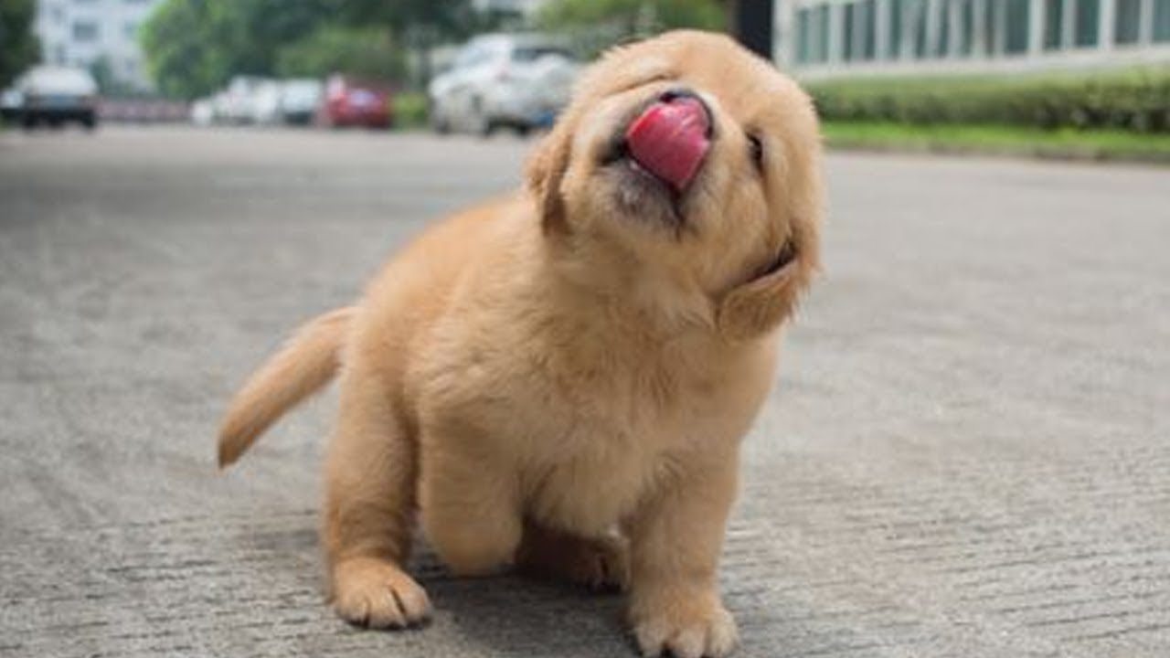 image of cute puppy licking out his tongue