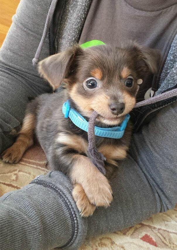 image of cute puppy chewing string on moms shirt