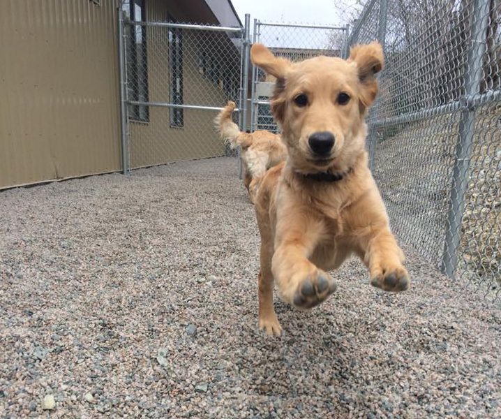image of doggie running